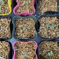 ブロッコリー,小さなスペース,君も花が好きなのか,家庭菜園,玄関アプローチの画像
