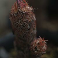 ハオルチア,多肉植物,観葉植物,塊根植物,サボテン科の画像