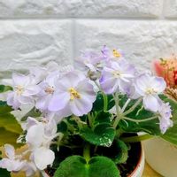 セントポーリア,観葉植物,植物育成ライト,お花好きの人と繋がりたいの画像