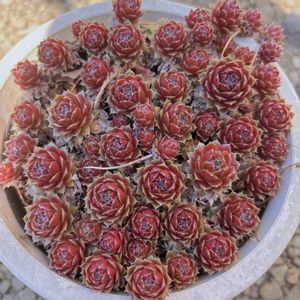 センペル,センペルビウム,多肉植物,放置多肉,おうち園芸の画像