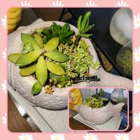 ゴーラム,新玉つづり,虹の玉,リトルミッシー,グリーンペットの画像