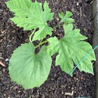 キュウリ,ゴーヤ,野菜,スナップエンドウ,胡瓜の画像