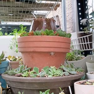 棚,小さな庭の画像