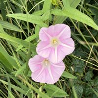 ヤブガラシ,ミズキ,ヒルガオ,夏の道端での画像