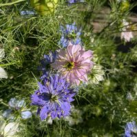 ニゲラ,ドライフラワー,種まき,花のある暮らし,no flower no lifeの画像