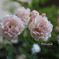 オレガノ ケントビューティー,マルバストラム,フェリシアの画像