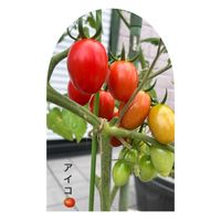 ミニトマト（アイコ）,中玉トマト　フルティカ,ゼフィランサス(サフランモドキ),ベランダ菜園,いつもの道での画像
