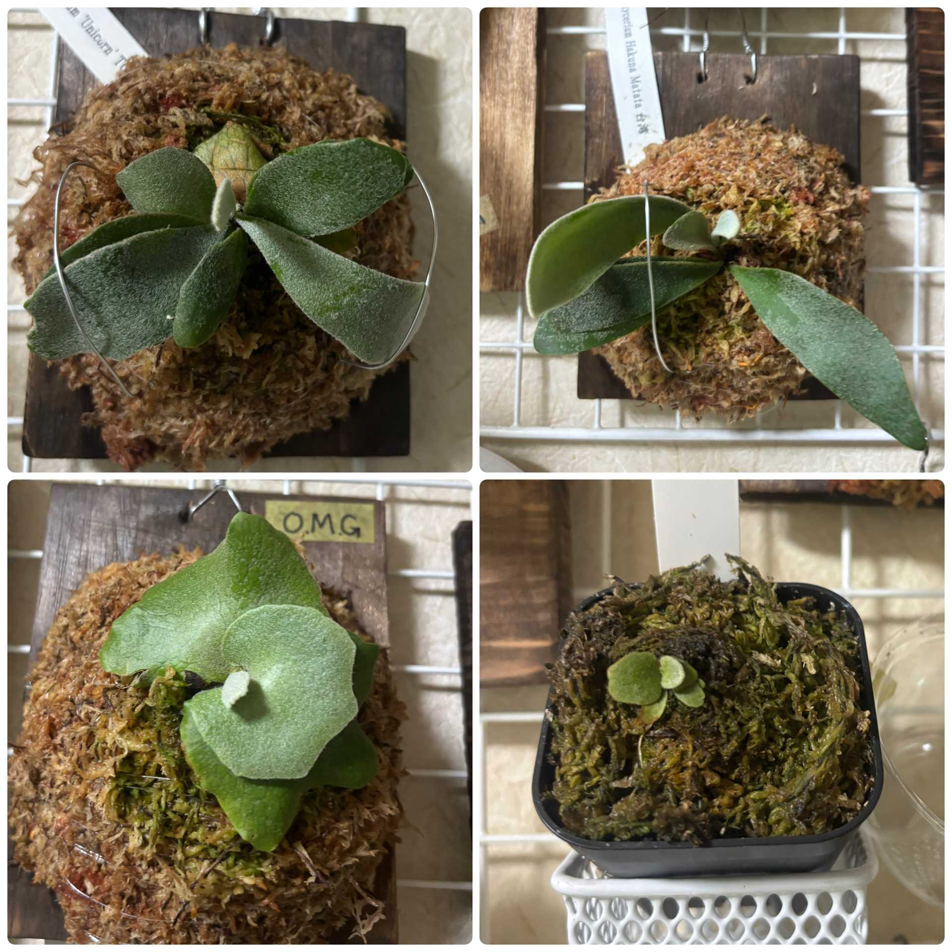 ビカクシダの森