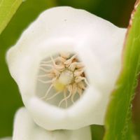 ドウダンツツジ,落葉低木,植栽,子房上位,近交弱勢の画像