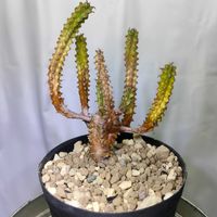 鱗宝,多肉植物,ユーフォルビア,植え替え,実生の画像