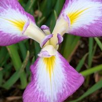 花のある暮らし,今日のお花,花いろいろ,おうち園芸,棚の画像