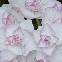 花のある暮らし,今日のお花,花いろいろ,おうち園芸,棚の画像