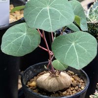 塊根植物,ステファニア属の画像