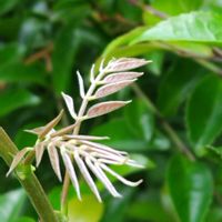 フジ,つる性植物,山野草,群生,ひっそりとの画像