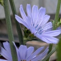 害虫対策,害虫,悩み中,癒しの植物,青いお花の画像