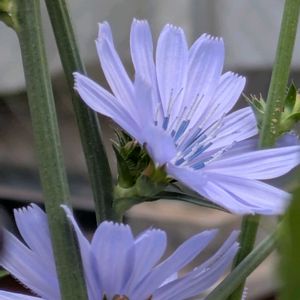 害虫対策,害虫,悩み中,癒しの植物,青いお花の画像