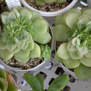 ホワイトスワン,多肉植物,葉挿し,多肉寄せ植え,実生苗の画像