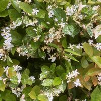 アジサイ,アジサイ,グリーンネックレス,グリーンネックレス,ダリアの画像