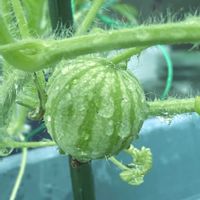 スイカ,甘小丸スイカ,サントリー,プランター菜園,家庭菜園の画像