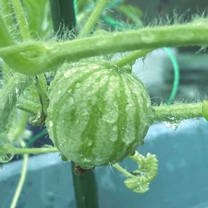 スイカ,甘小丸スイカ,サントリー,プランター菜園,家庭菜園の画像