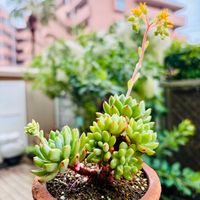 ブルーエルフ,多肉植物,子株,鉢植え,ダイソーの画像