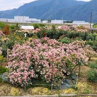 多肉植物,エケベリア属,多肉大好き,多肉中毒,花のある暮らしの画像