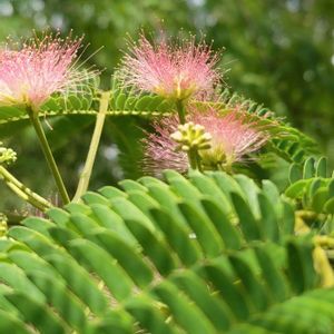 ネムノキ,ネムノキ,ネムノキの花,ネムノキの花,モコのみどりのまとめの画像