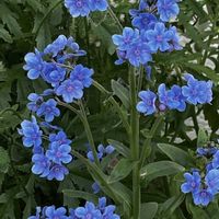 シノグロッサム,ニゲラ,オンファロデス,花友さんに感謝♡,中島みゆき糸つながりの画像