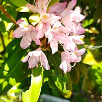 シャクナゲ,ガーデニング,ボタニカルライフ,お庭の植物,花のある暮らしの画像