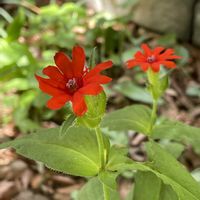 マツモトセンノウ,キンレンカ,ウマノアシガタ,山野草,花のある暮らしの画像