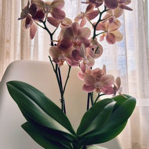 胡蝶蘭,Phalaenopsis aphrodite,可愛い,成長記録,花のある暮らしの画像