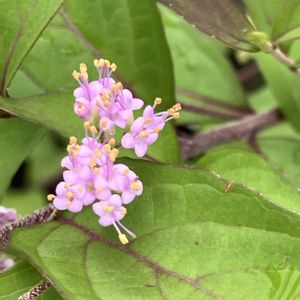 コムラサキ,鉢植え,ガーデニング,成長記録,お気に入り♡の画像