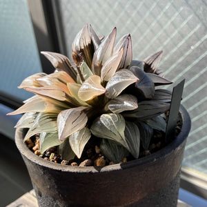 アトロフスカミュータント錦,多肉植物,花芽,ハオルチア属,つぼみの画像