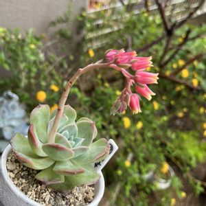 エケベリア,多肉植物,花芽,札落ち,ベランダの画像
