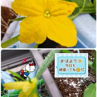 胡瓜,プランター栽培,胡瓜の花,月曜日はビタミンカラー,月曜日は元気色の花の画像