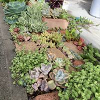 多肉植物,多肉地植え,植物好き,タニラー,多肉女子の画像