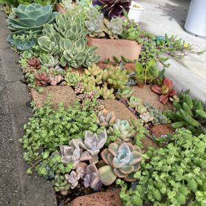 多肉植物,多肉地植え,植物好き,タニラー,多肉女子の画像