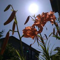 ユリ,コオニユリ,コオニユリ,花言葉,今日のお花の画像