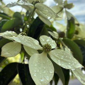 ヤマボウシ,常緑ヤマボウシホンコンエンシス 月光,雨上がり,シンボルツリー,おうち園芸の画像