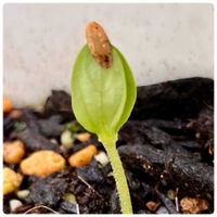 梨メロン,梨メロン,実生,プランター栽培,ベランダ園芸の画像