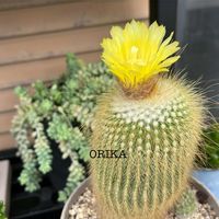 サボテン,サボテン,多肉,新玉つづり（ビアホップ）,サボテンの花✨の画像
