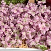 カリシア,多肉植物,ベランダの画像