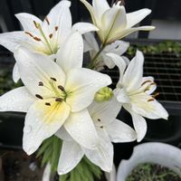 ギボウシ,ギボウシ,ユリ,ユリ,テッポウユリの画像
