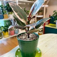 フィカス,観葉植物,ダイソー産,インテリアグリーン,フィカス属の画像