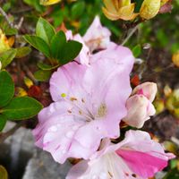 エキナセア,キュウリ,ヤマボウシ,サツキ,サツキの画像
