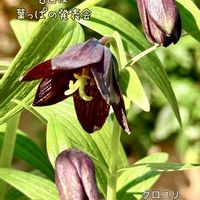 クロユリ,クロユリ,ヒメサユリ,ヒメサユリ,ユリの画像