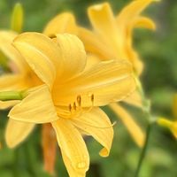ドクダミ,ニッコウキスゲ,オリエンタルリリー,ヘリオトロープ,花のある暮らしの画像