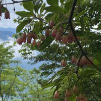 アセビ,サラサドウダン,登山の画像