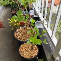 バオバブ,アダンソニア・ディギタータ,観葉植物,塊根植物,アダンソニア属の画像
