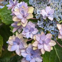 ハイドランジア,紫陽花,アジサイ　紫陽花,紫陽花 アジサイ あじさい,botanical lifeの画像